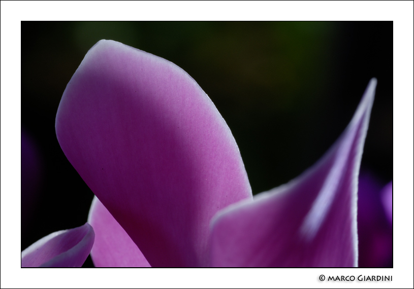 Cicleli2 - ©copyright Marco Giardini