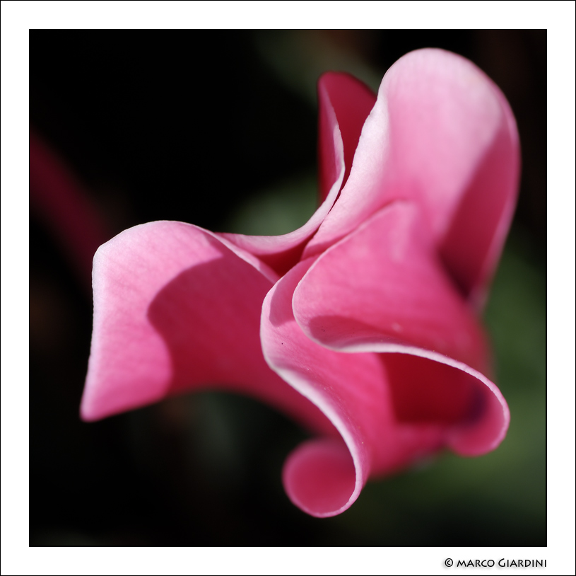 ©copyright Marco Giardini