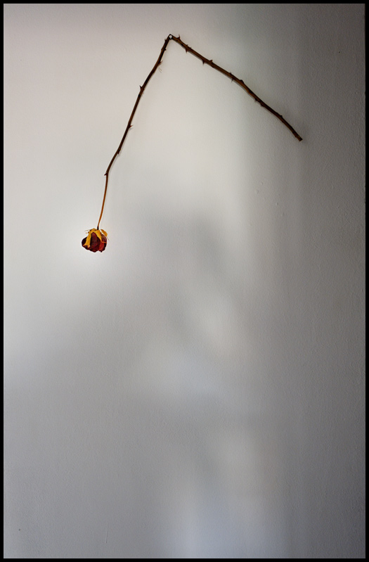 Fu - ©copyright Marco Giardini